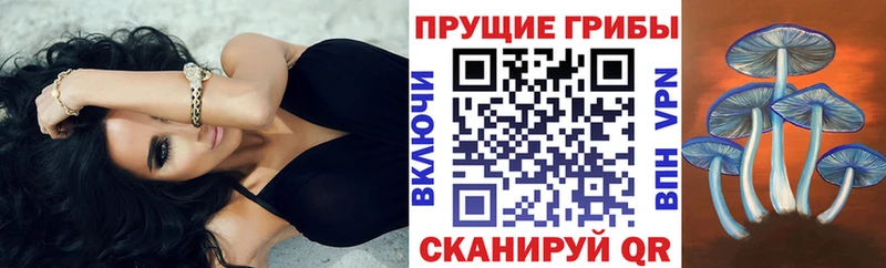 MEGA маркетплейс  Славск  Галлюциногенные грибы GOLDEN TEACHER 